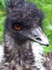 Emu i